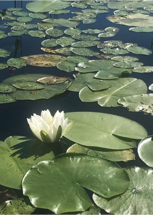 Lily from our lake.2